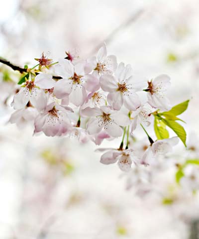 Fruehling