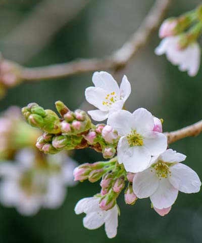 Fruehling2