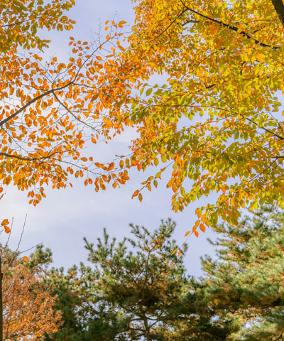 Herbst